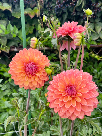 Misfit Kaleidoscope -Cutting-