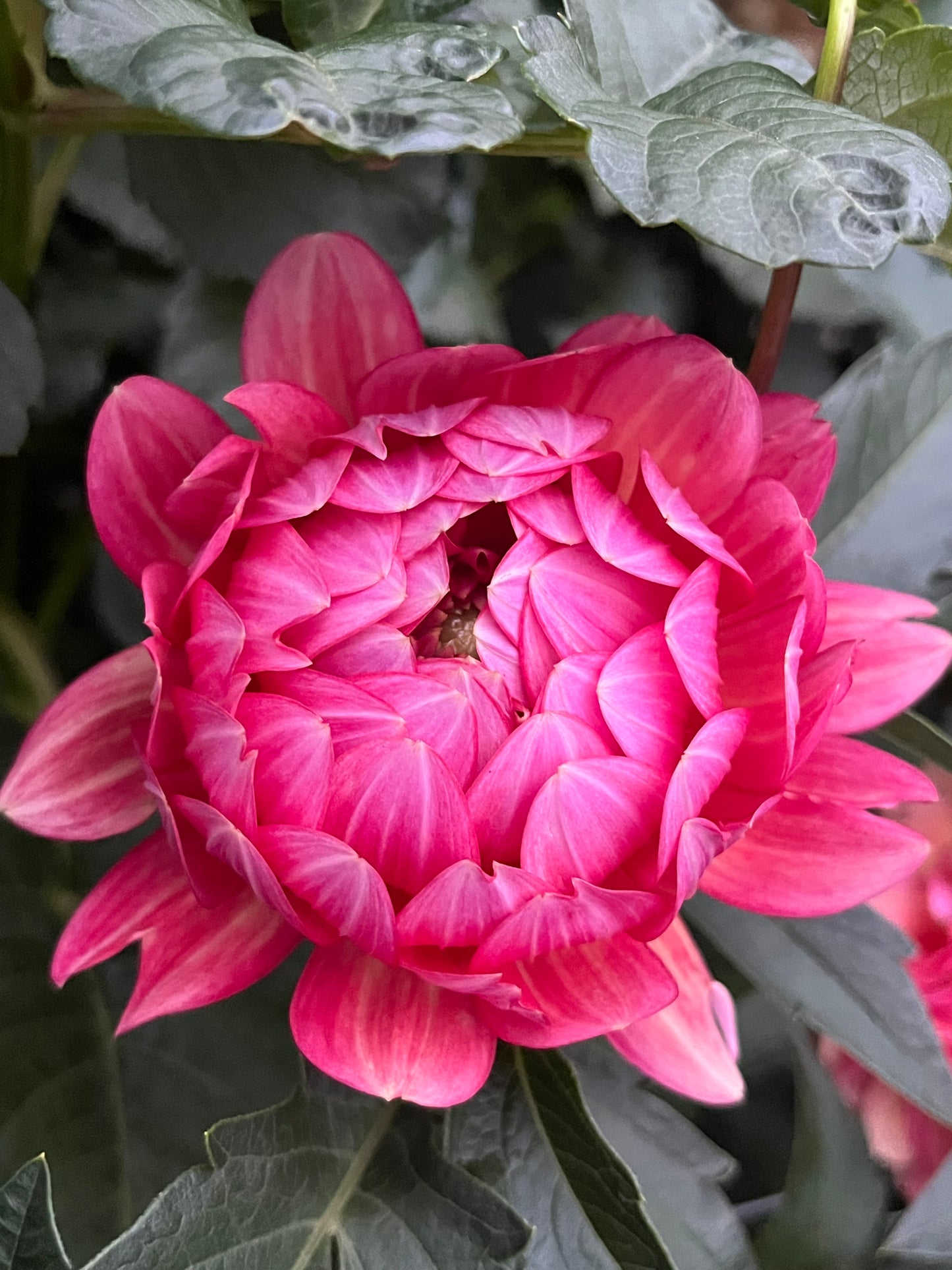 Lee's Scarlet Macaw -Cutting-