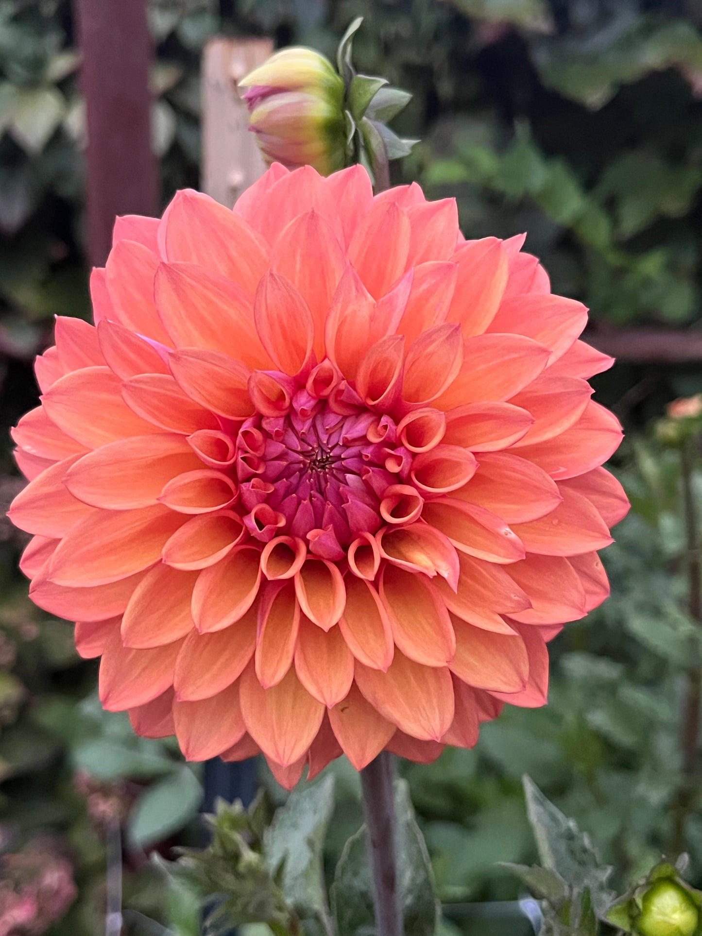 Misfit Kaleidoscope -Cutting-