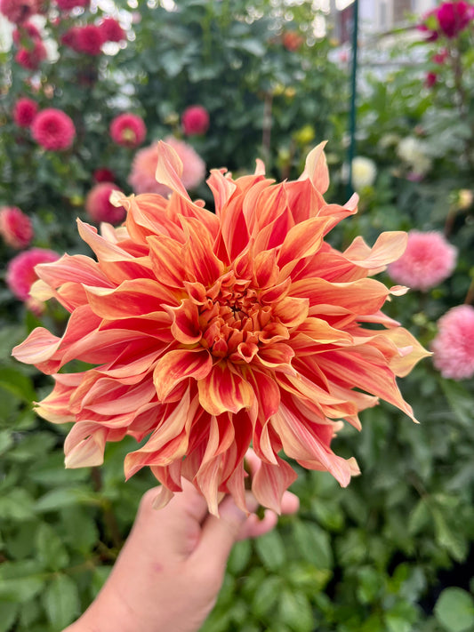 Rengoku🇯🇵 -Limit 1 per Household-