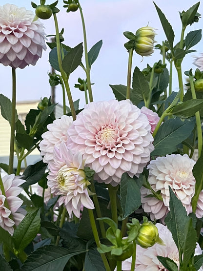 Bracken Joan -Cutting-