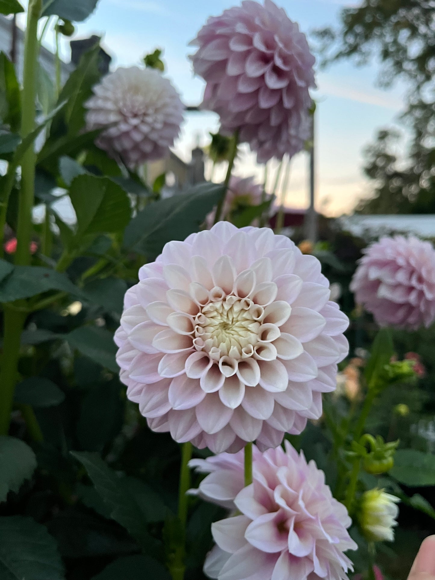 Bracken Joan -Cutting-