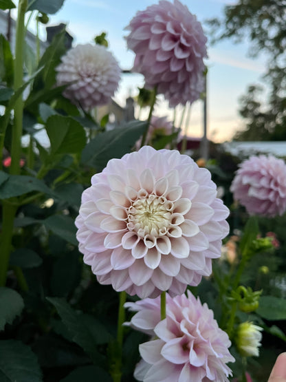 Bracken Joan -Cutting-