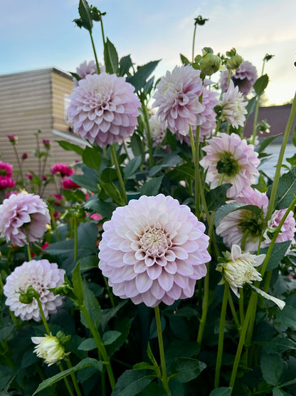 Bracken Joan -Cutting-