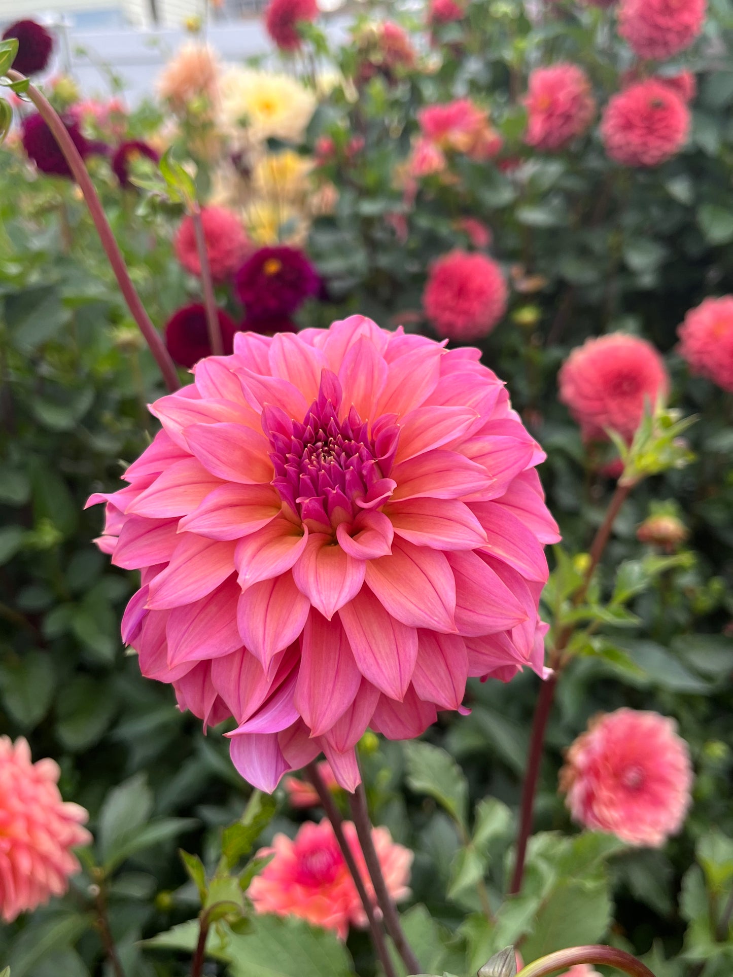 Bloomquist Innate -Cutting-