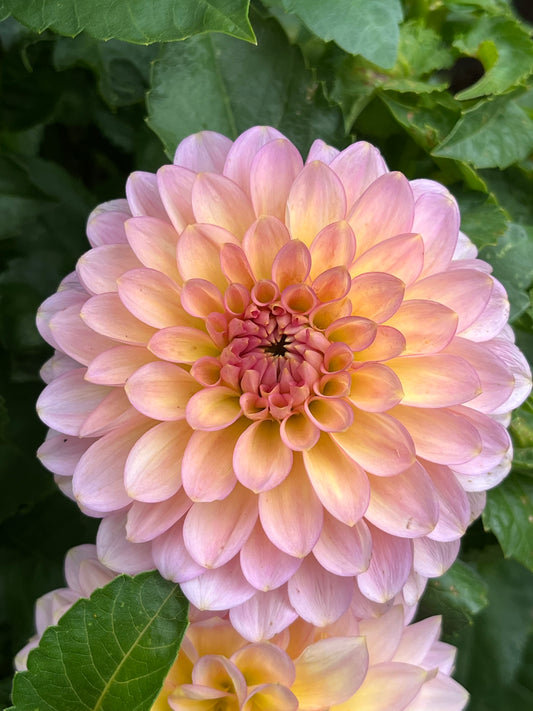 20th Avenue Pink Cloud