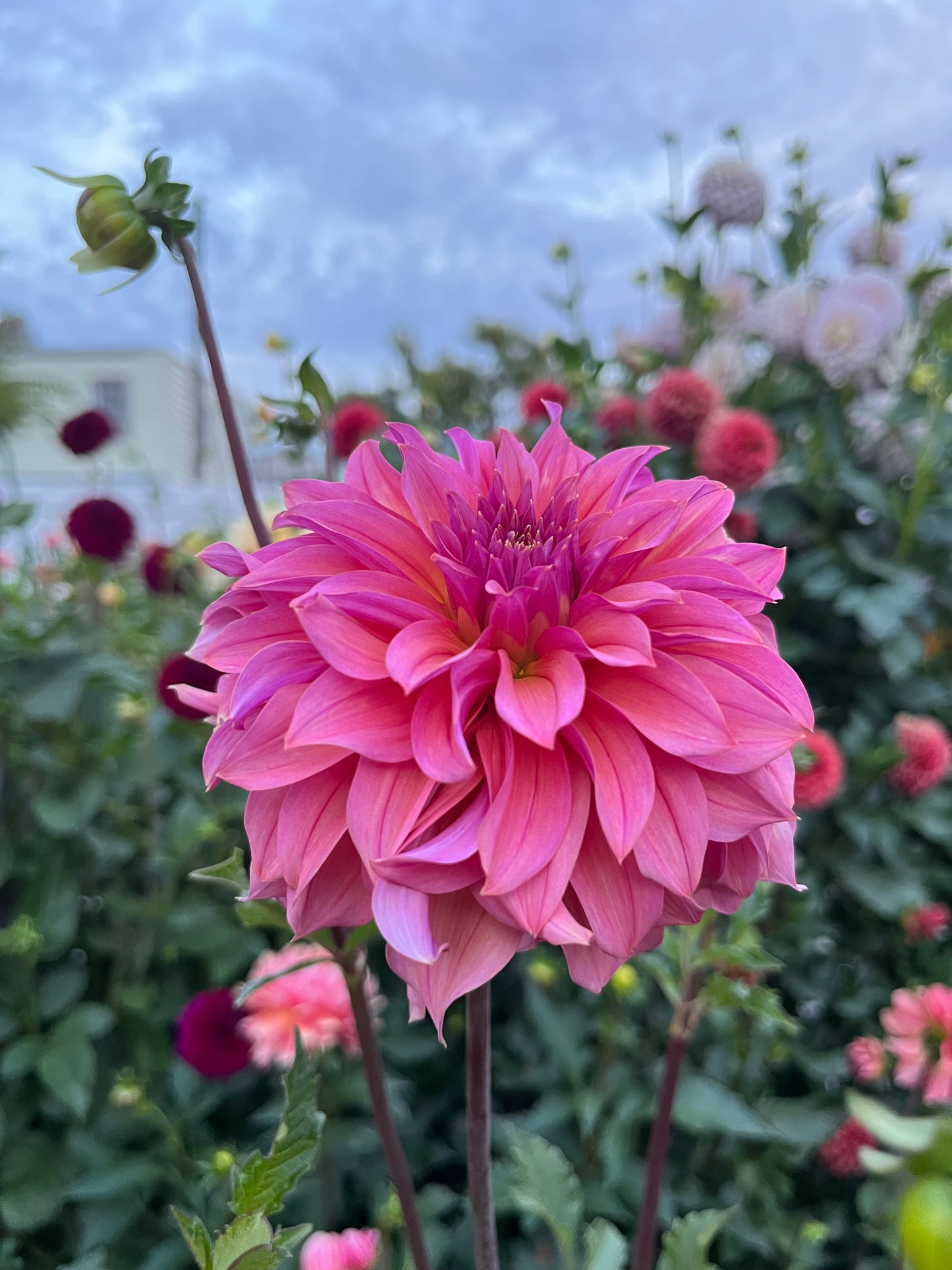 Bloomquist Innate -Cutting-