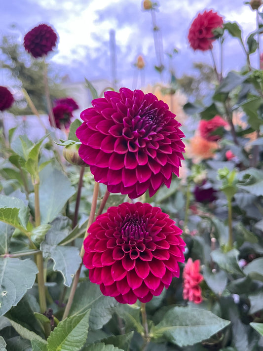 Saddlerock Tiny Giant