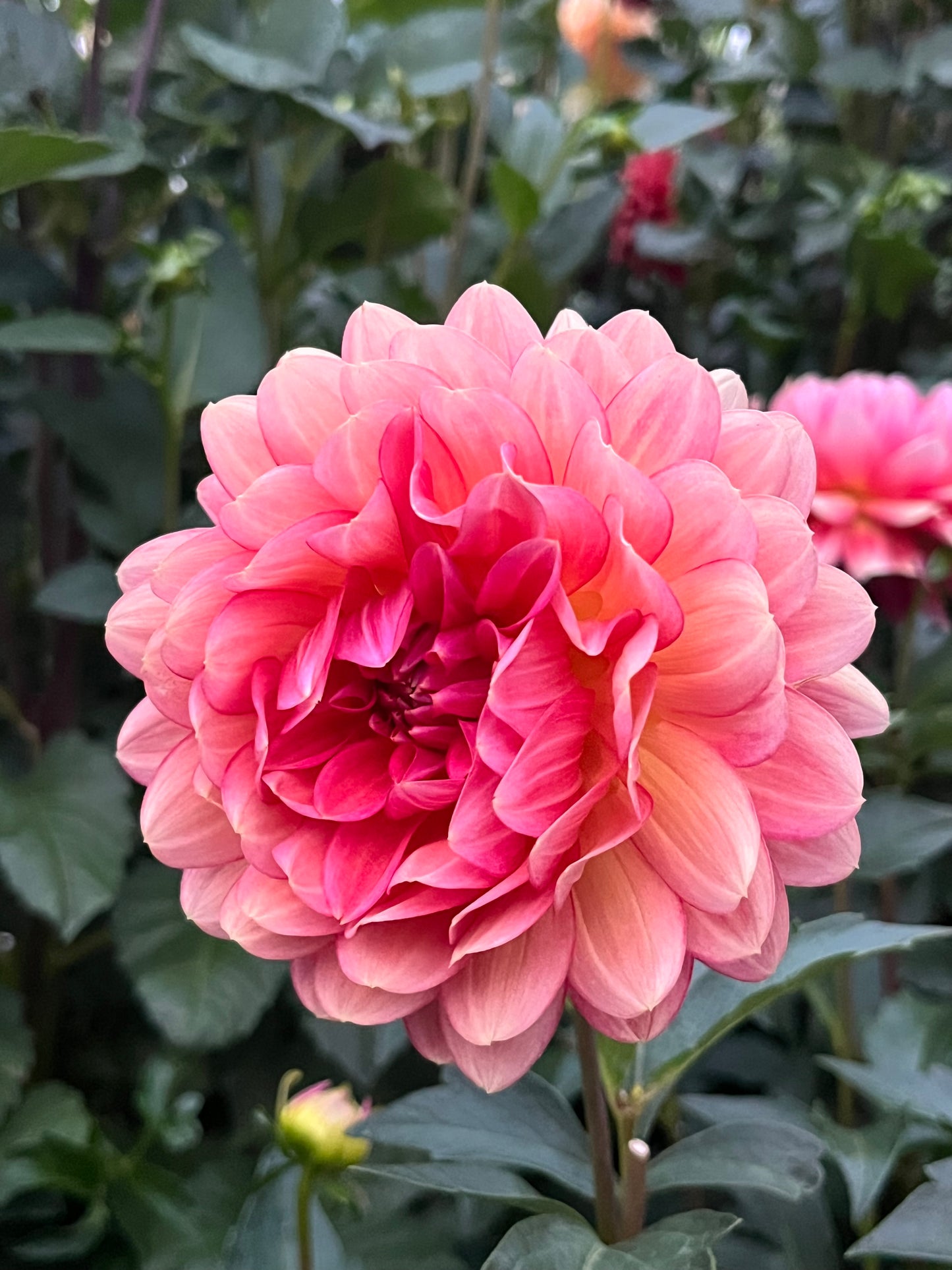 Lee's Scarlet Macaw -Cutting-