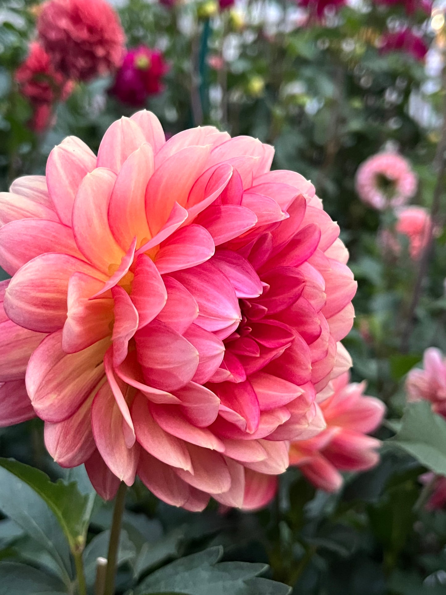 Lee's Scarlet Macaw -Cutting-