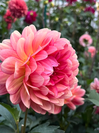 Lee's Scarlet Macaw -Cutting-