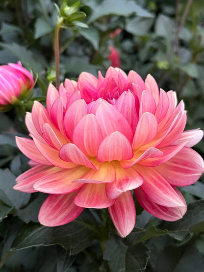 Lee's Scarlet Macaw -Cutting-