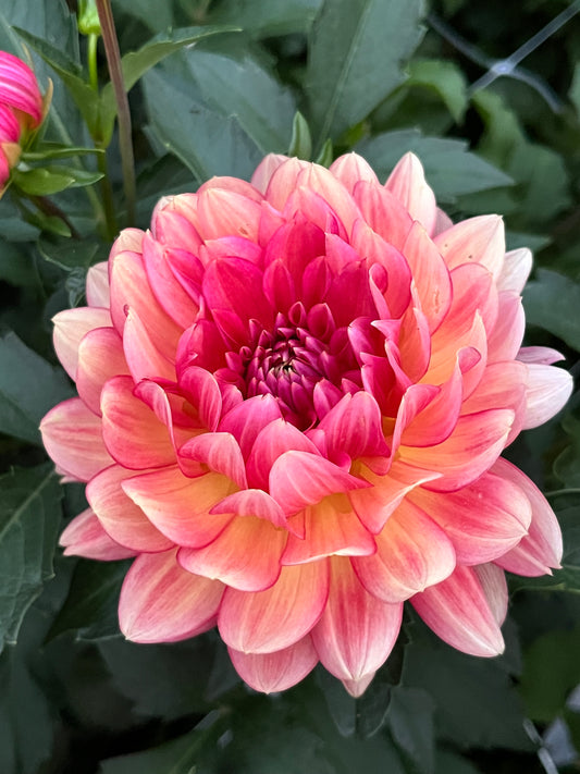 Lee's Scarlet Macaw -Cutting-