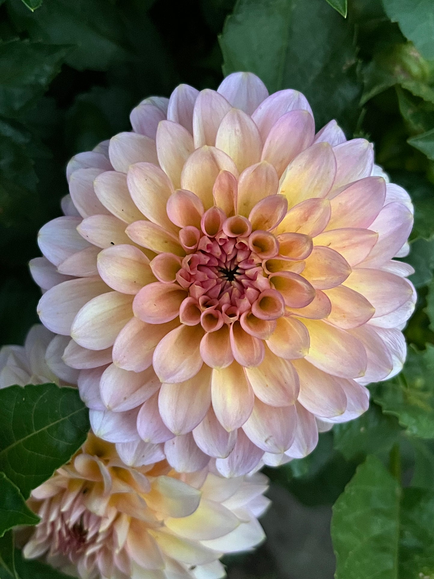 20th Avenue Pink Cloud