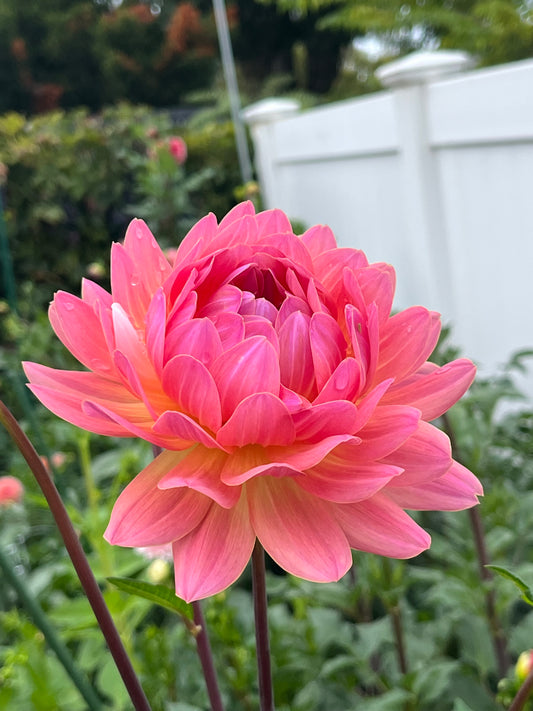 Annie Banannie -Cutting-