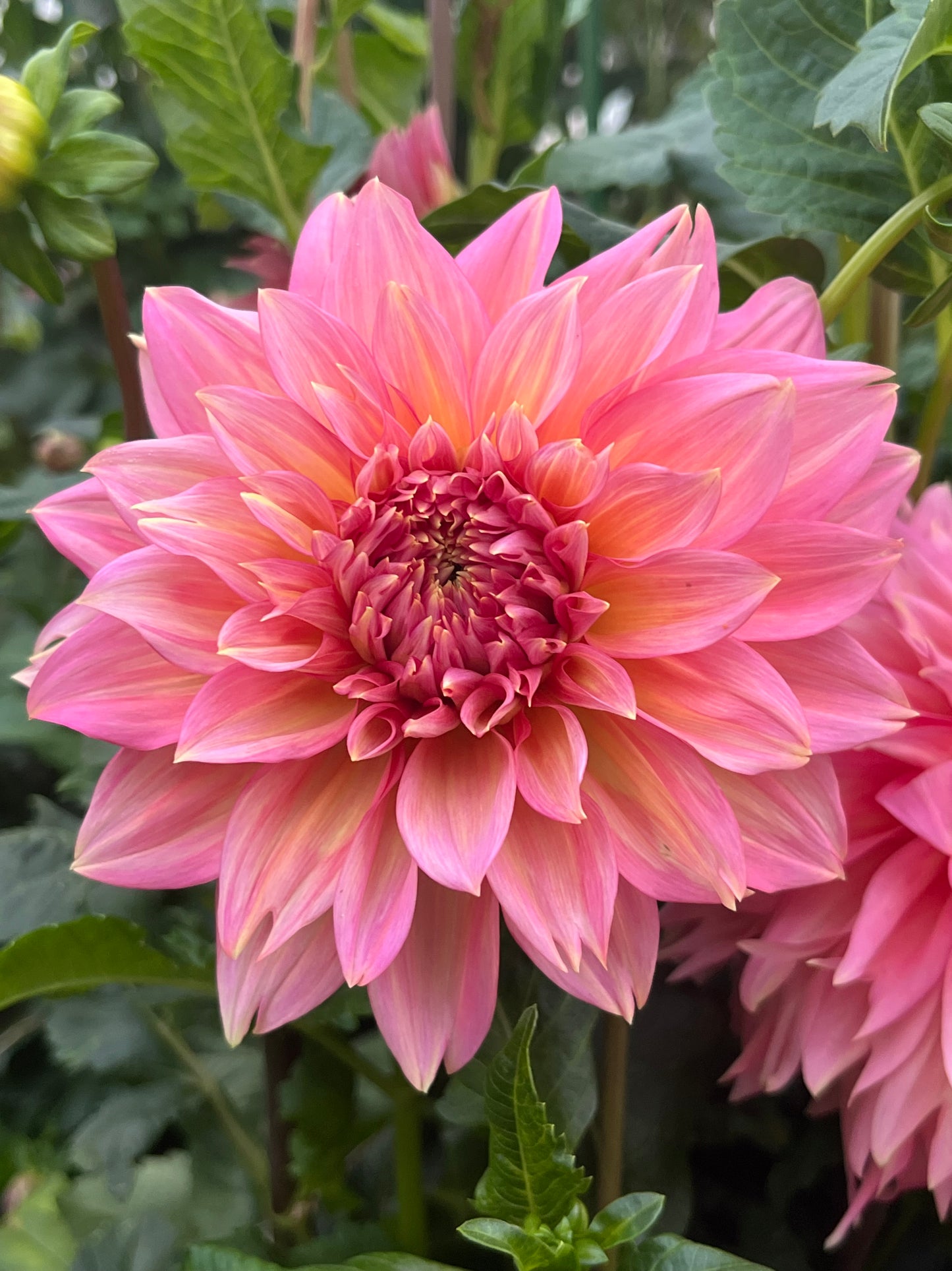 Mrs. Swanee Hunt -Cutting-