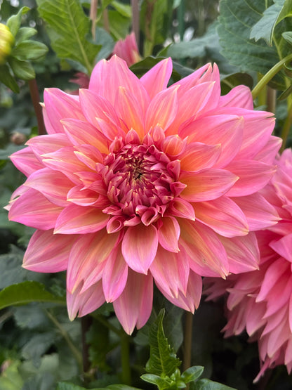 Mrs. Swanee Hunt -Cutting-