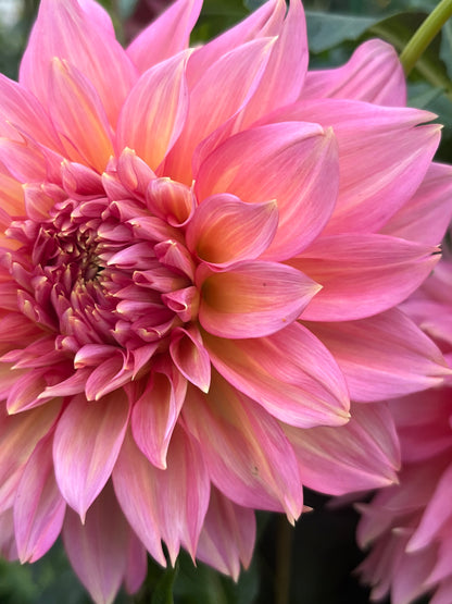 Mrs. Swanee Hunt -Cutting-