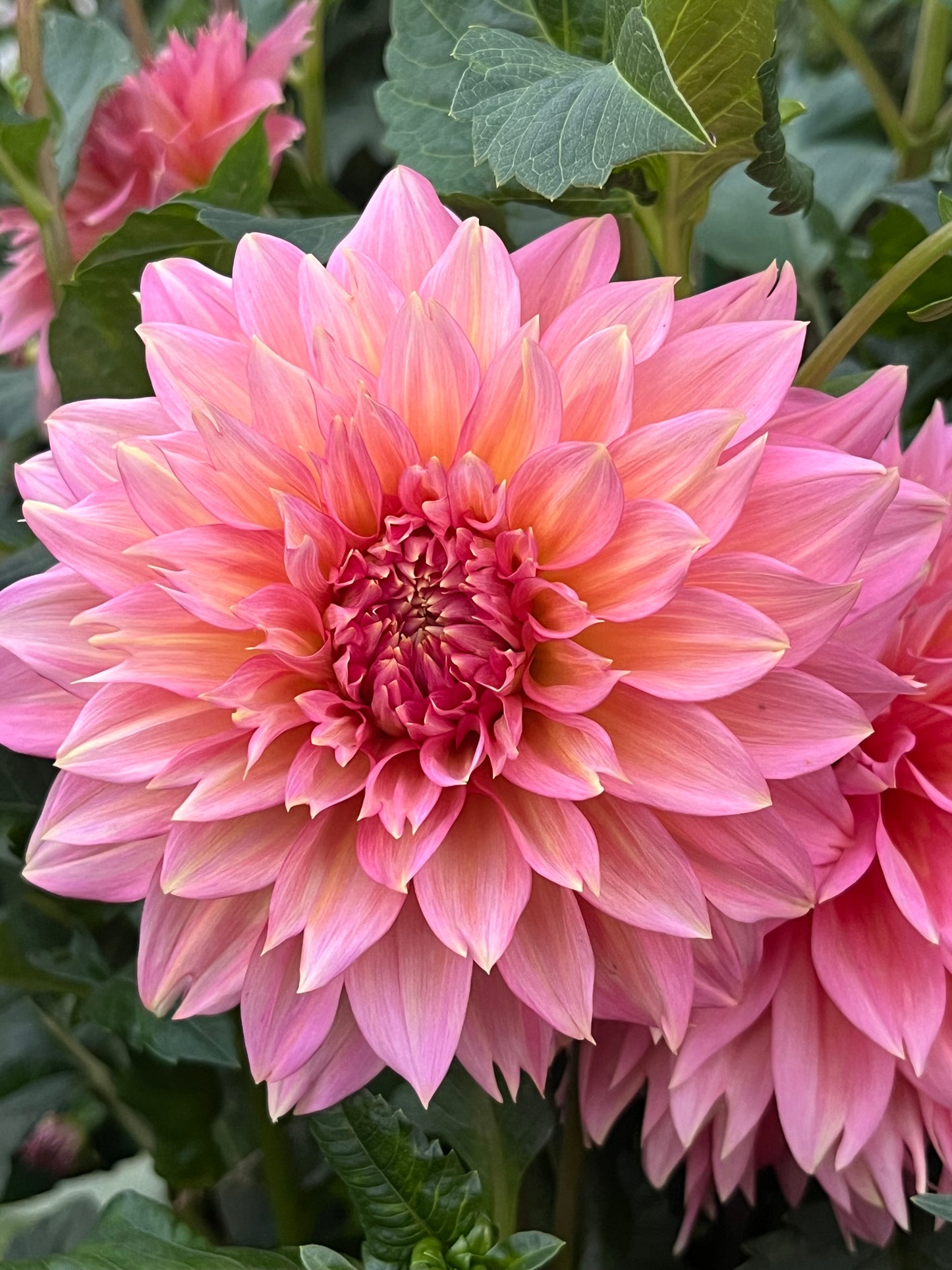 Mrs. Swanee Hunt -Cutting-