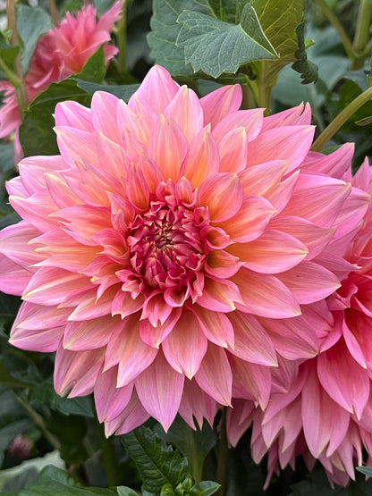 Mrs. Swanee Hunt -Cutting-