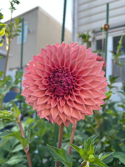 Lee’s Swiss Miss -Cutting-