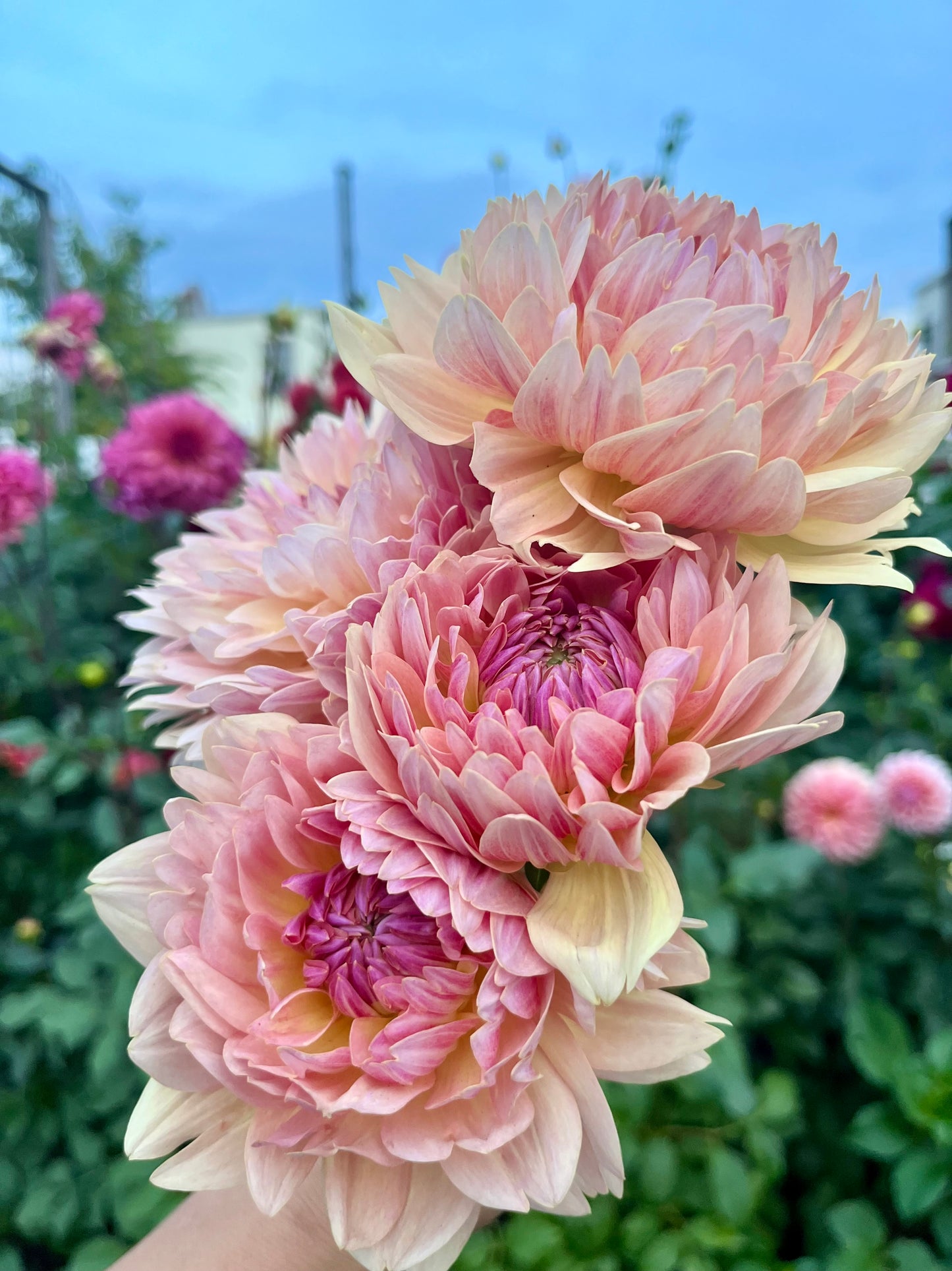 Joel’s Favourite -Cutting-