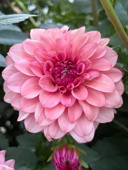 Antique Romance🇯🇵 -Limit 1 per Household-