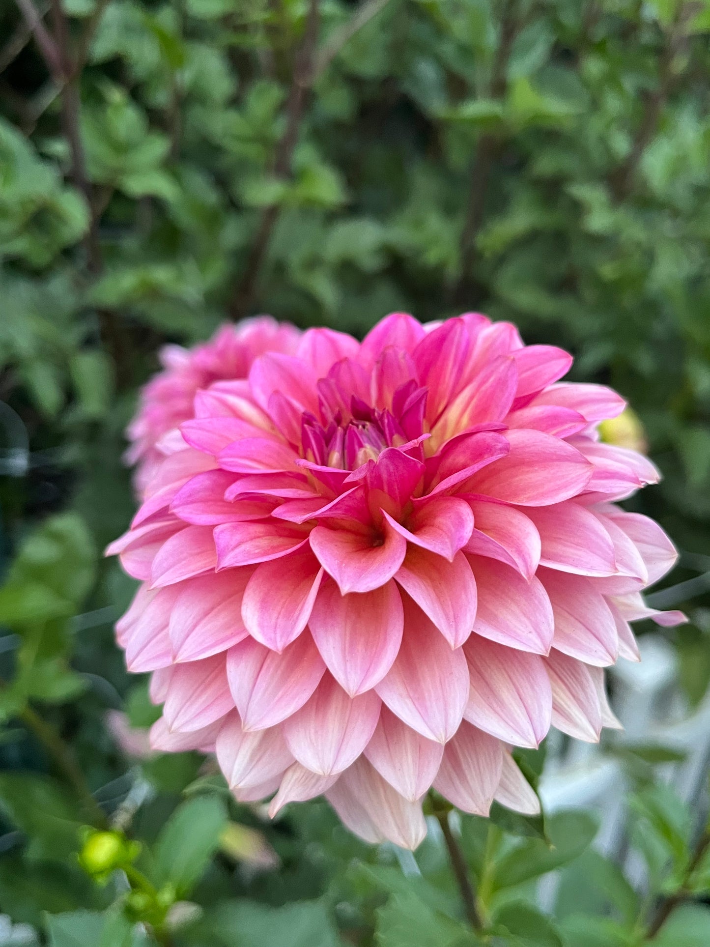 Antique Romance🇯🇵 -Limit 1 per Household-