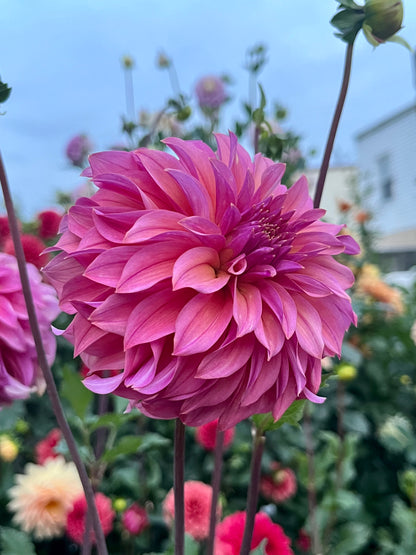 Bloomquist Innate -Cutting-