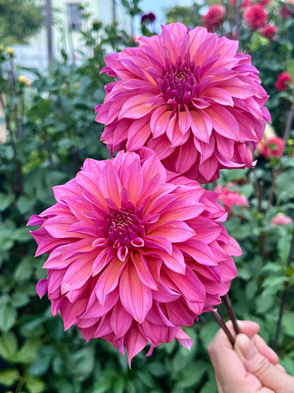 Bloomquist Innate -Cutting-