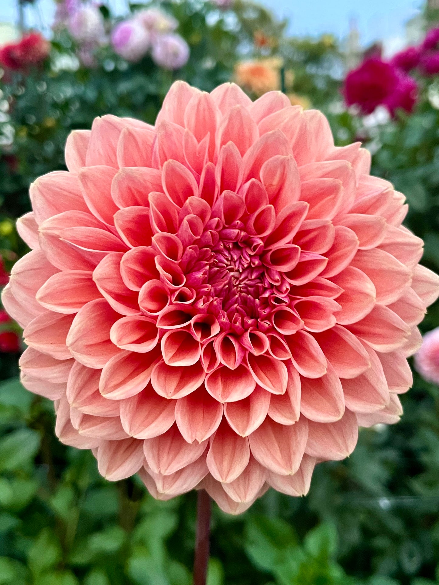 Lee’s Bellini Crush -Cutting-