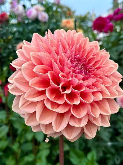 Lee’s Bellini Crush -Cutting-