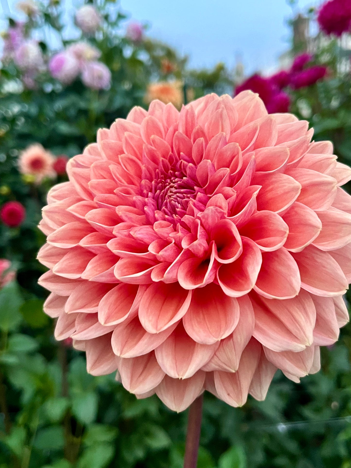 Lee’s Bellini Crush -Cutting-