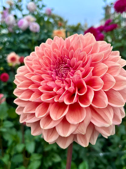 Lee’s Bellini Crush -Cutting-