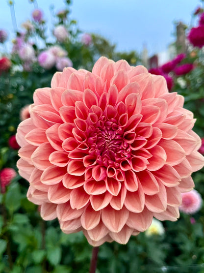 Lee’s Bellini Crush -Cutting-