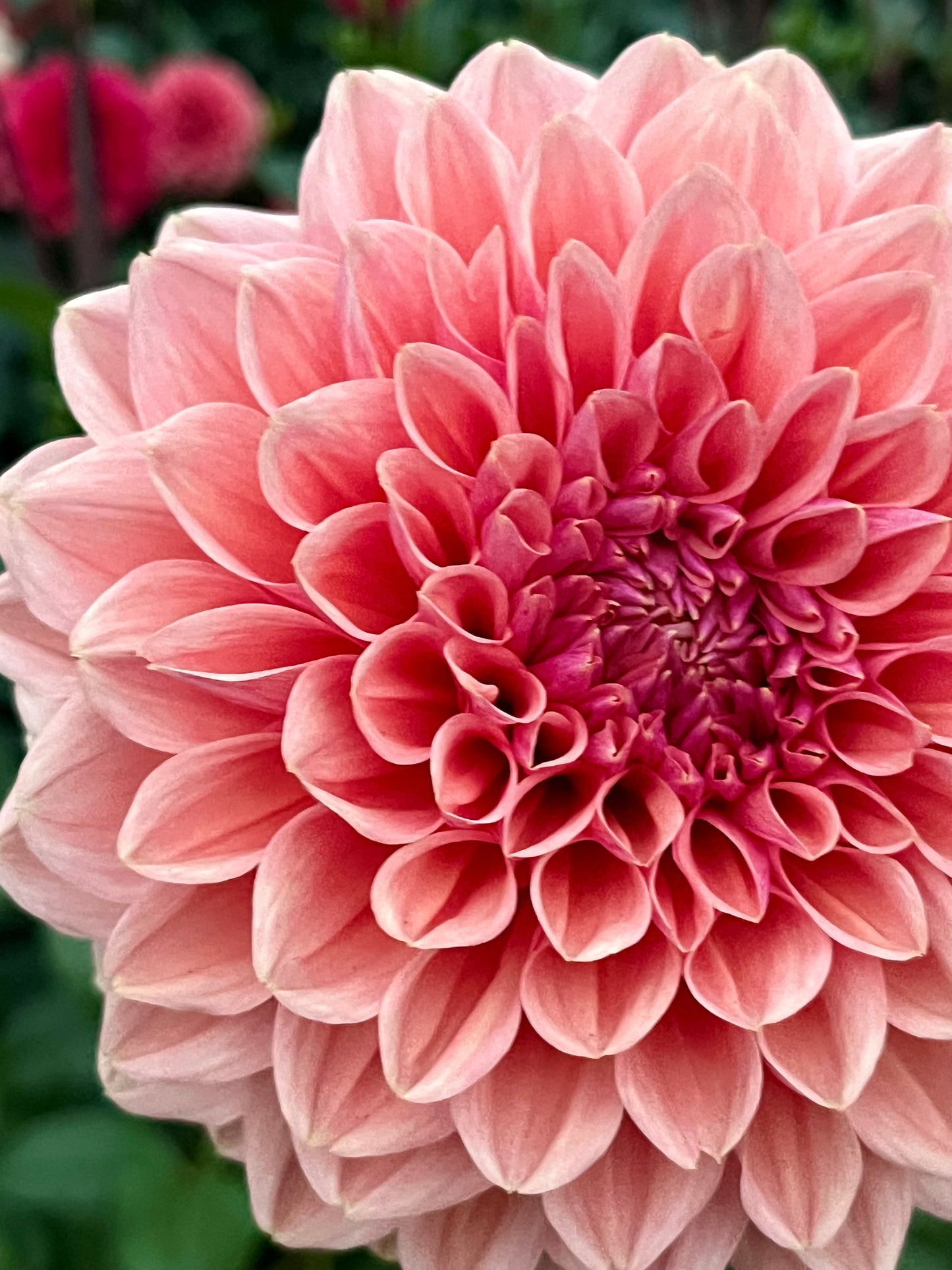 Lee’s Bellini Crush -Cutting-