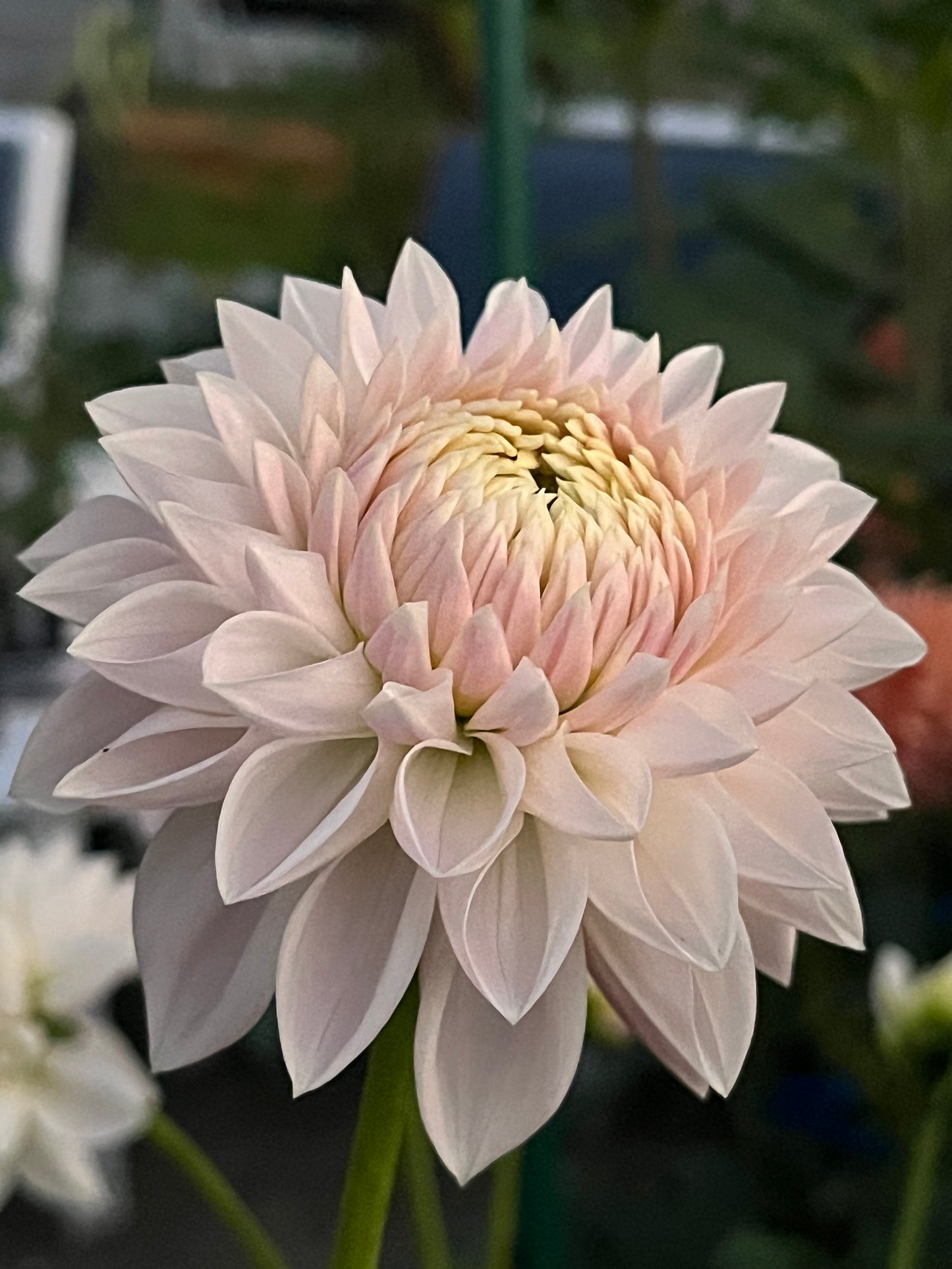 Miss Anne Francis -Cutting-