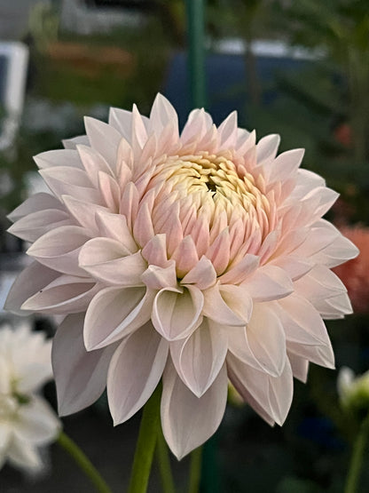 Miss Anne Francis -Cutting-