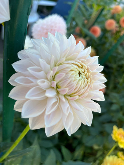 Miss Anne Francis -Cutting-