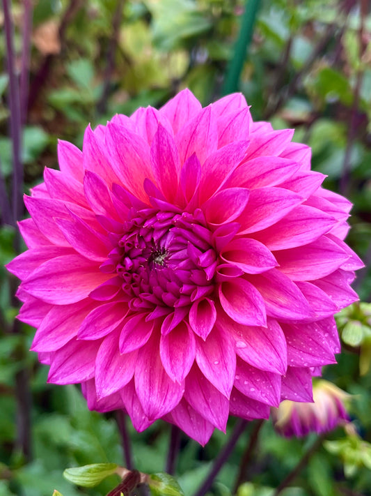 Oreti Ella -Cutting-