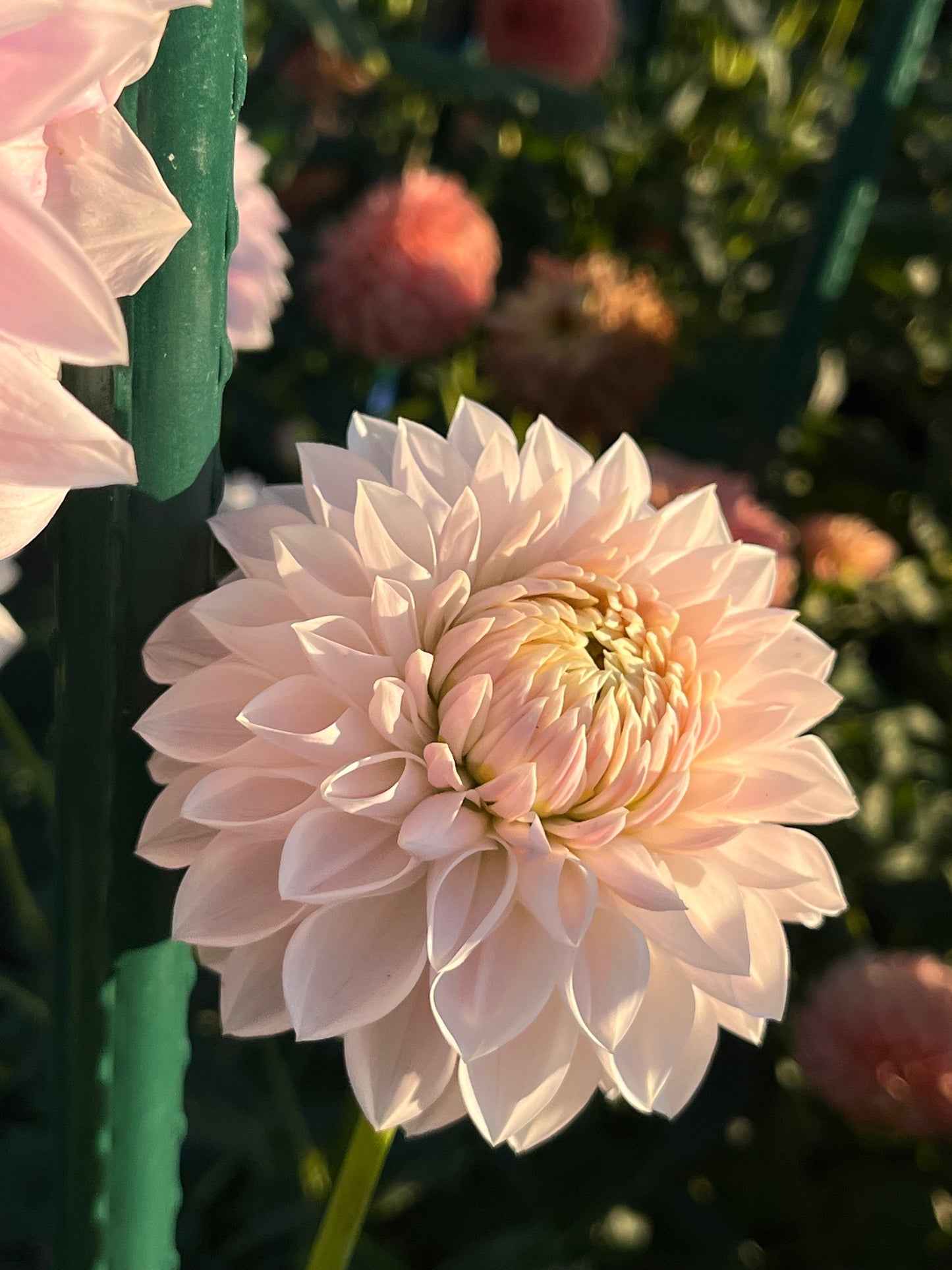 Miss Anne Francis -Cutting-