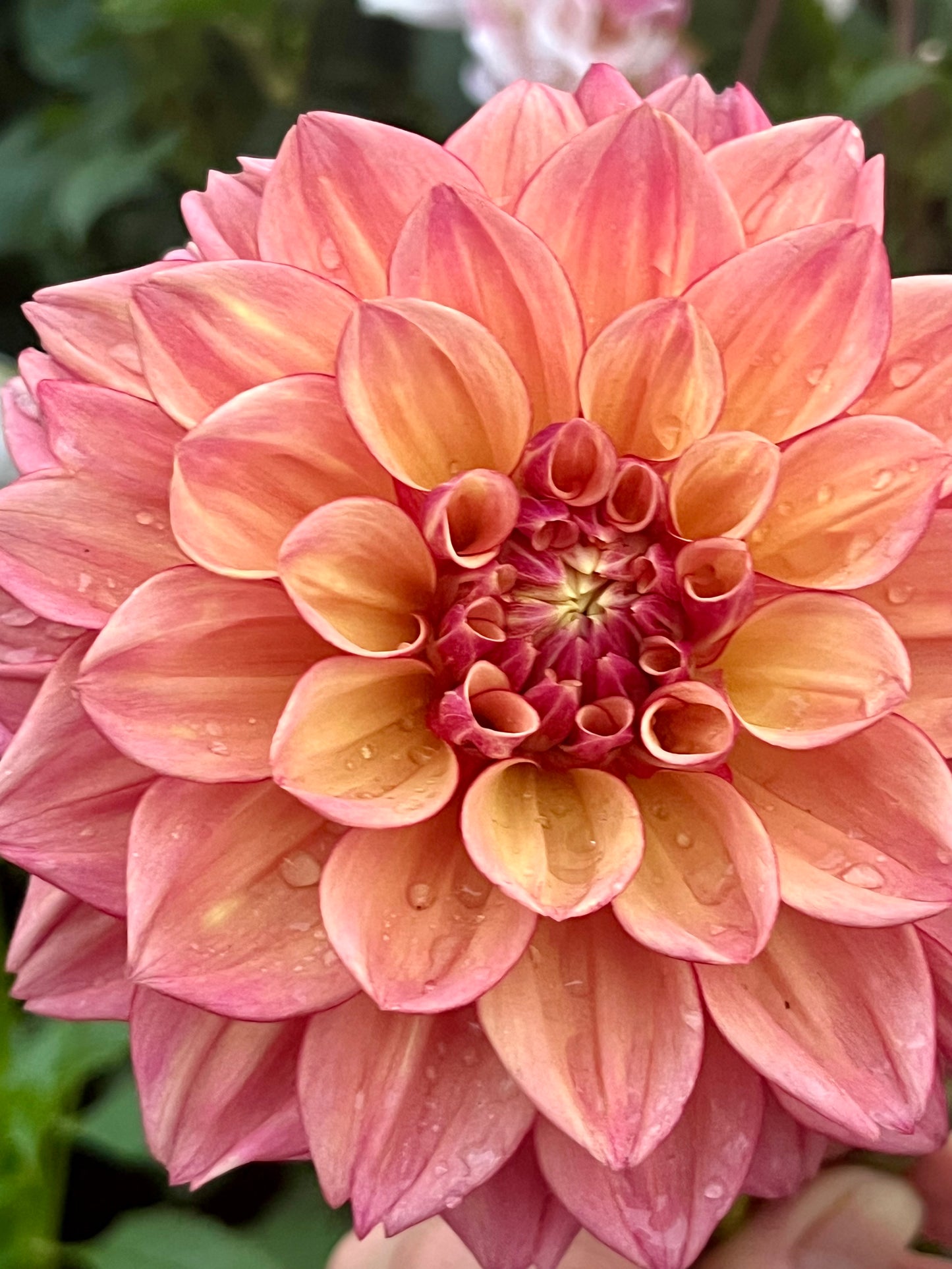 Furu Maru -Cutting-
