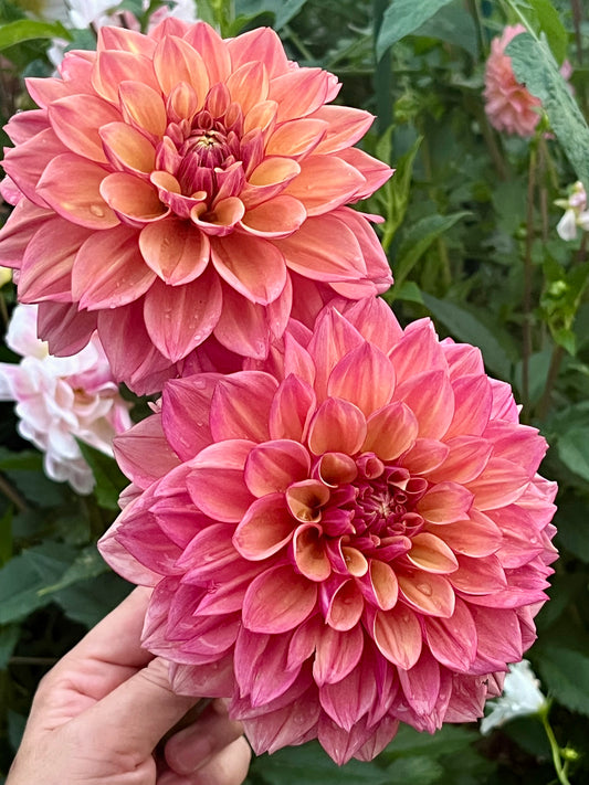 Furu Maru -Limit 1 per Household-