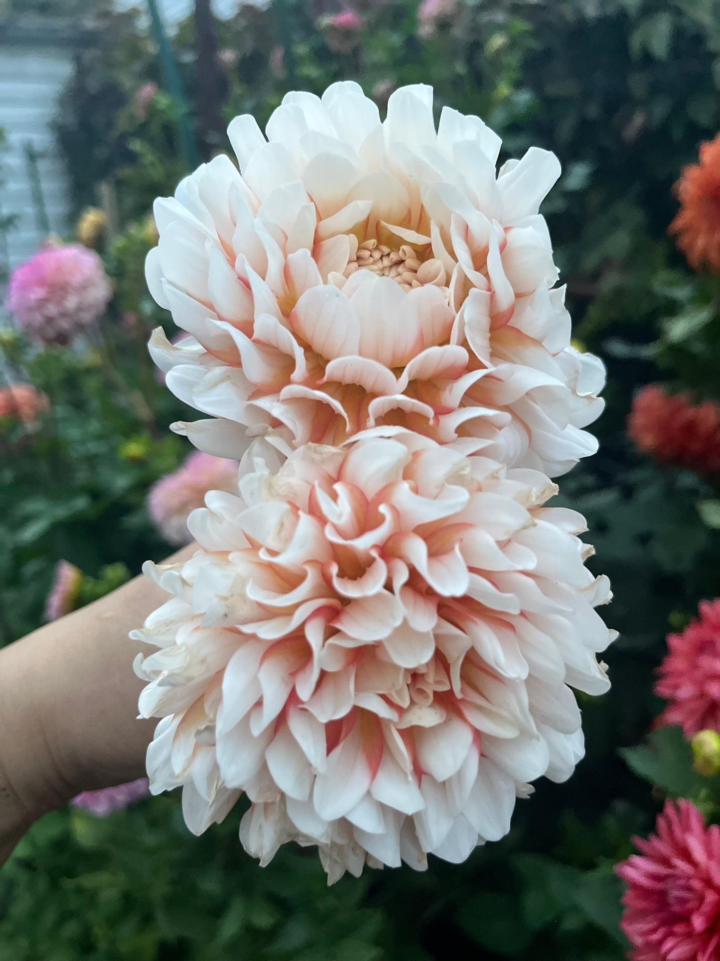 Prairie Home Judith Ann -Cutting-