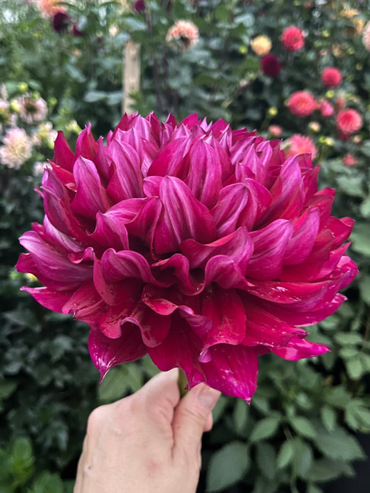 Hollyhill Masquerade