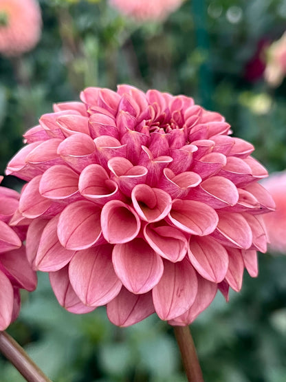 Levi's Tomato -Cutting-