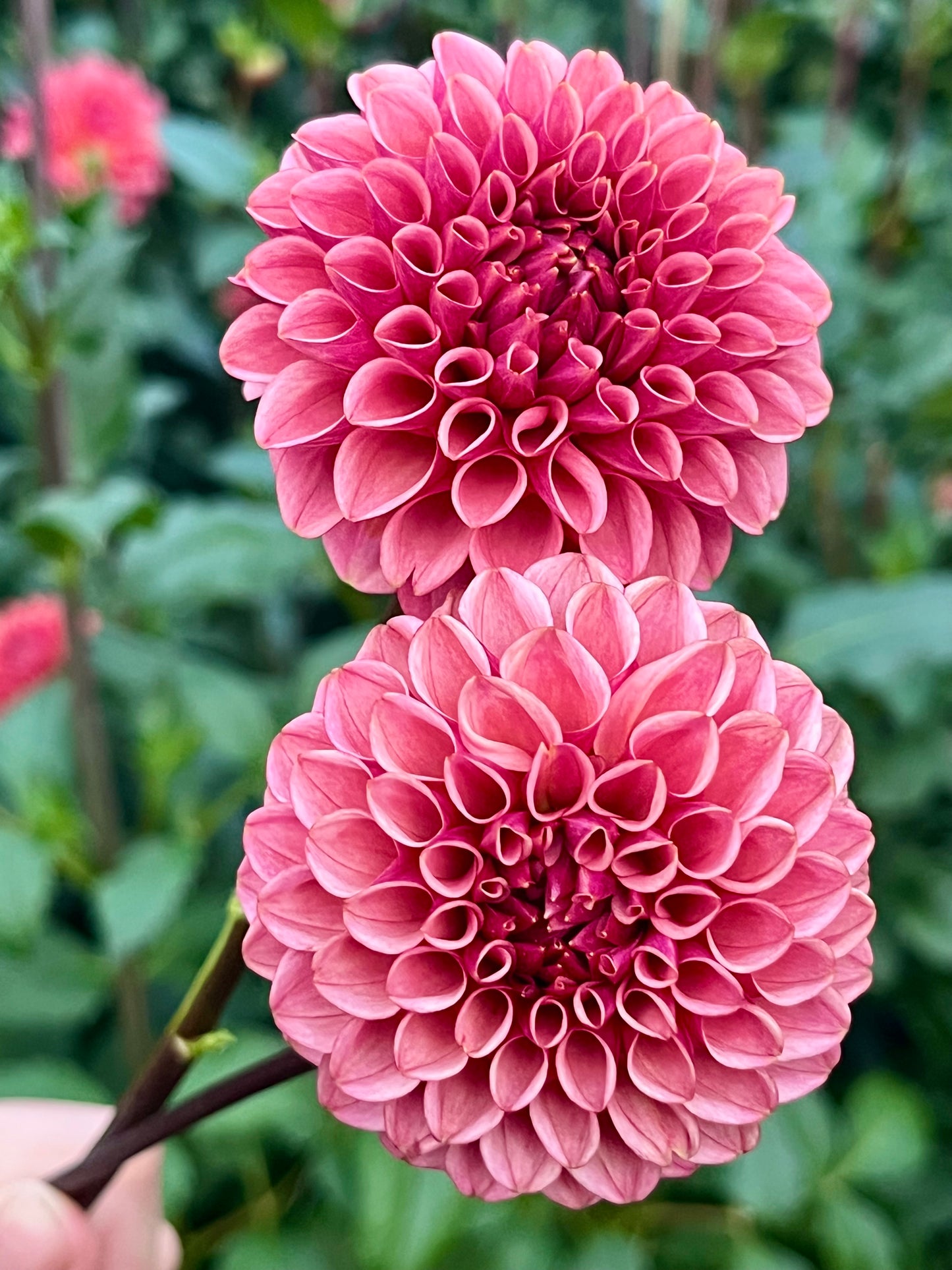 Levi's Tomato -Cutting-