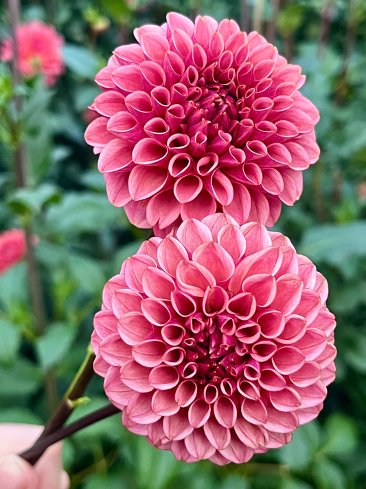 Levi's Tomato -Cutting-