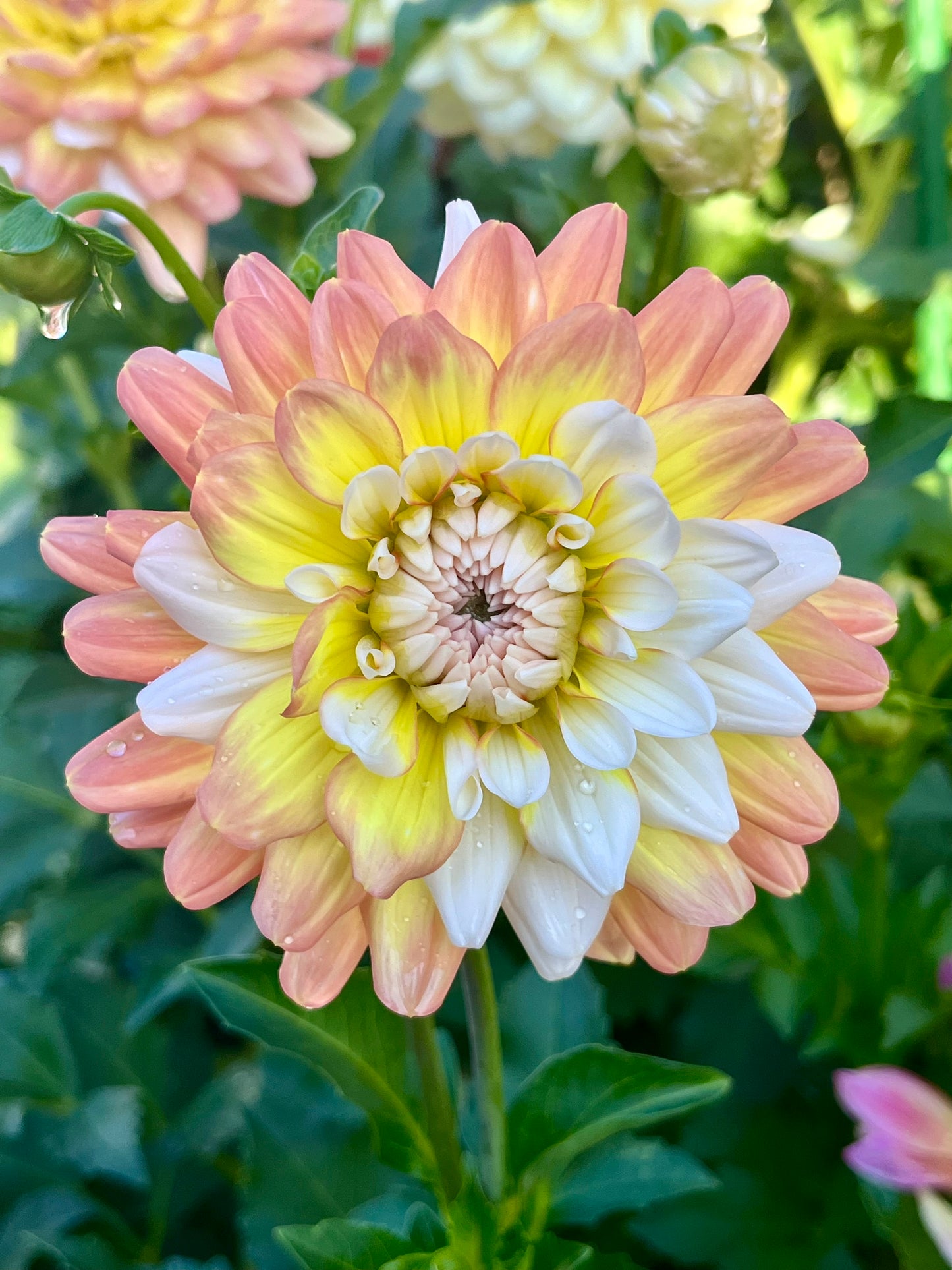 Prairie Home Judith Ann -Cutting-