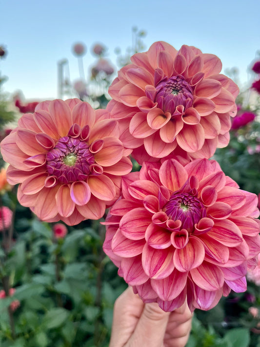 Levi's Caramel -Cutting-